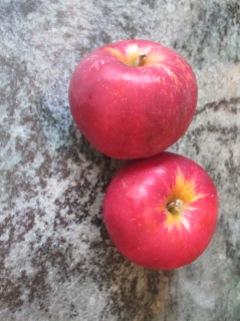 two Jonathan apples