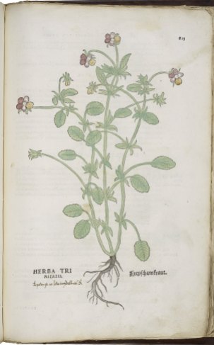 heartsease in Fuchs's Herbal