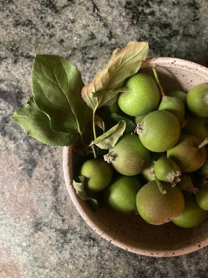 16+ Unripe Green Apple Recipes